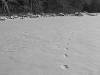 Tracks on a Frozen Lake #2