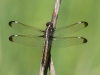 Spangled Skimmer (female)