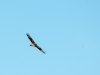 Hawk in Flight #2
