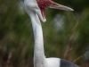 Whattled Crane   (captive animal)