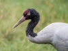 Black-necked Crane   (captive animal)
