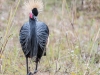 Black Crowned Crane #1  (captive animal)
