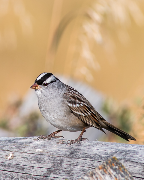 White-crowned Sparrow, Male (Red Rock Lakes NWR)