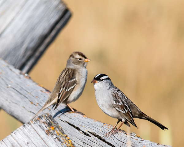 White-crowned Sparrows, Pair (Red Rock Lakes NWR)