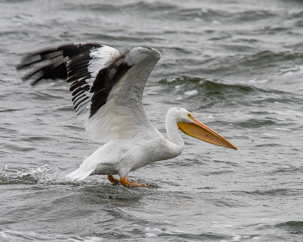 White Pelican Taking Flight