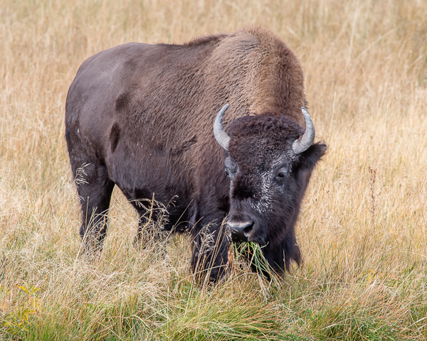 Grazing Bison #1 (Yellowstone NP)