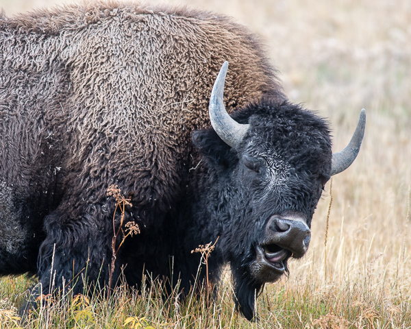 Bison (Yellowstone NP)