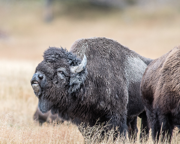 Rutting Bison #2 (Yellowstone NP)