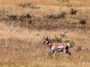 Pronghorn Antelope (Red Rock Lake NWR)