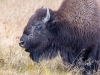 Grazing Bison #2 (Yellowstone NP)