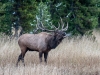 Bugeling Elk Bull (Yellowstone NP)