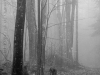 Foggy Woods Road #2