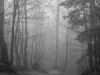 Foggy Woods Road #3