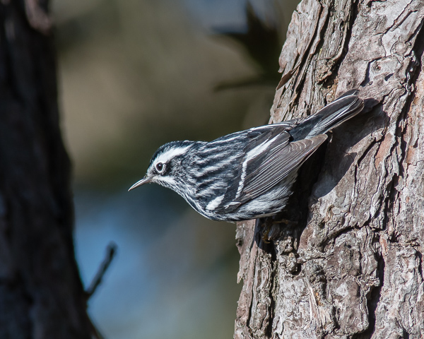 Black and White Warbler #1