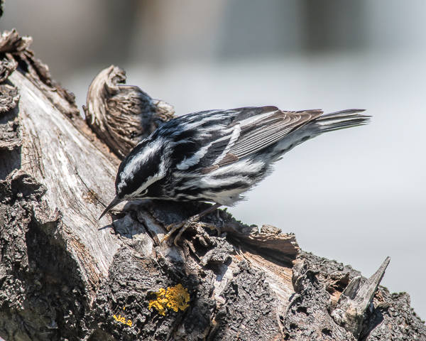 Black and White Warbler #2