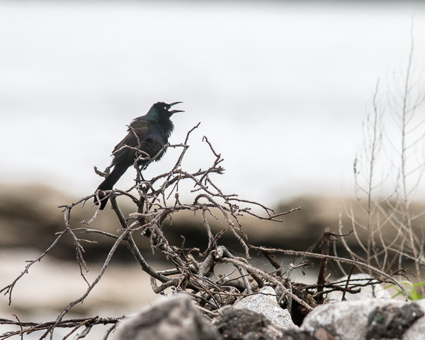 Common Grackle Calling