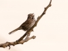 Sparrow Singing #1