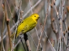 Yellow Warbler #1