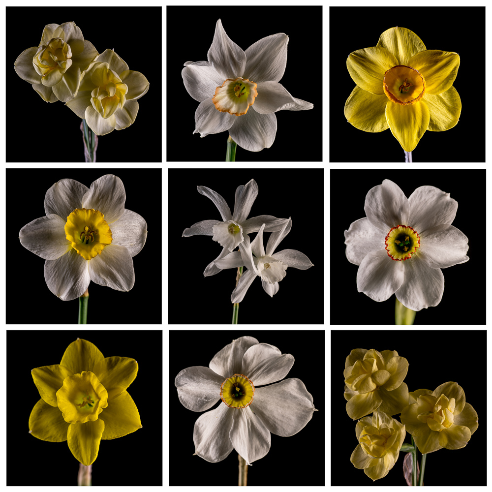 Daffodil Matrix