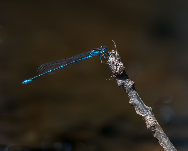 Stream Bluet (male)