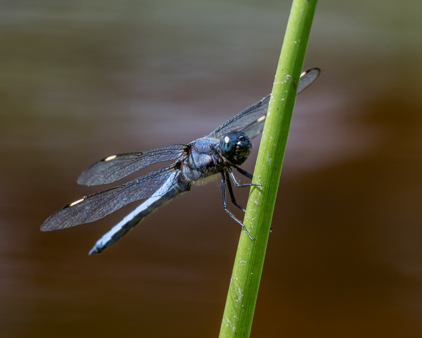 Spangled Skimmer (male)