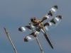 Twelve-spotted Skimmer (male)