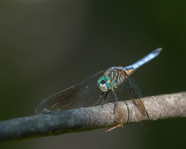 Blue Dasher (male)