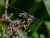Dragonfly (ID needed)