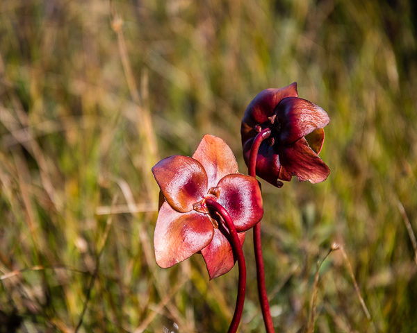 Pitcher Plant Flowers - End of Season