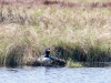Common Loon on Nest - Gregg Lake (May 2020)