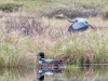 Loon On Nest with Heron Flyby