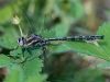 Dragonfly - ID Needed