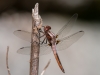 Chalk-fronted Corporal (immature male)