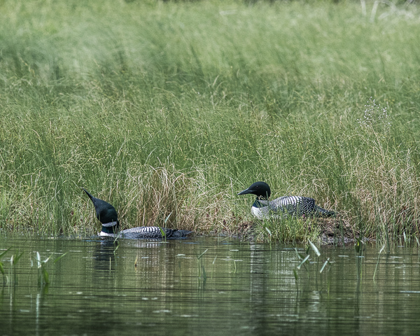 Loon Pair at Nest #2