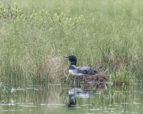 Loon on Nest Panting #1