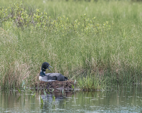 Loon on Nest Panting #2