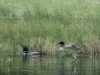 Loon Pair at Nest #2