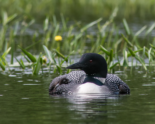 Our First Look At A Loon Chick