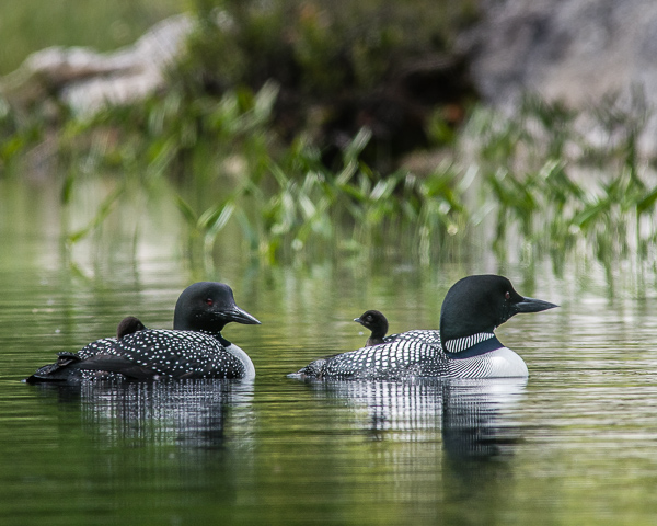 Loon Family (Two Chicks & Two Adults) $1