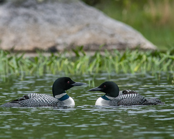 Loon Family (Two Chicks & Two Adults) $3