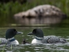 Loon Family (One Chick & Two Adults) #1