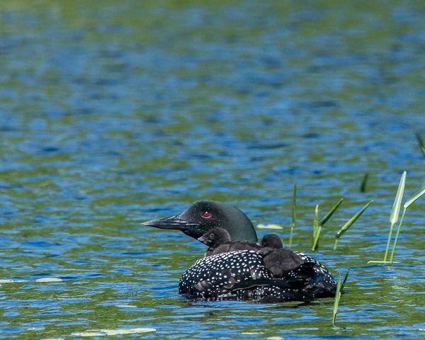Adult Loon with Two Chicks on Back