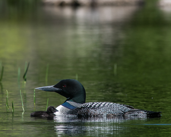 Adult Loon with Chick in Water