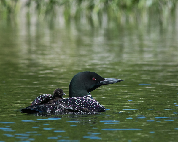 Adult Loon with One Chick on Back #1
