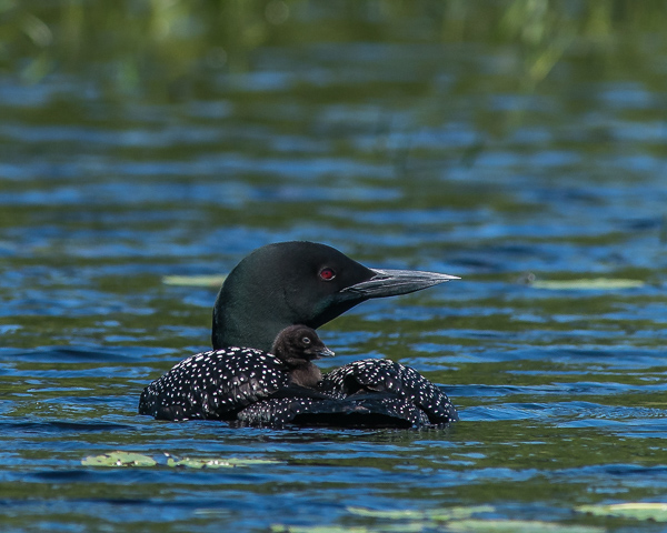 Adult Loon with One Chick on Back #2