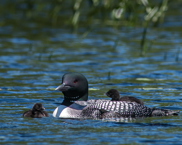 Adult Loon with Two Chicks