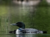 Adult Loon with Chick in Water