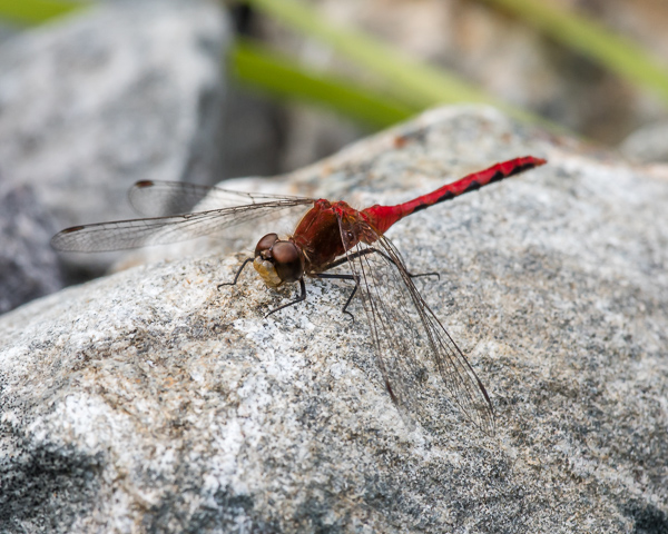White-faced Meadowhawk (male) #1