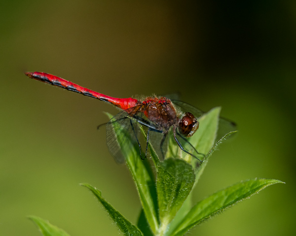 White-faced Meadowhawk (male) #2