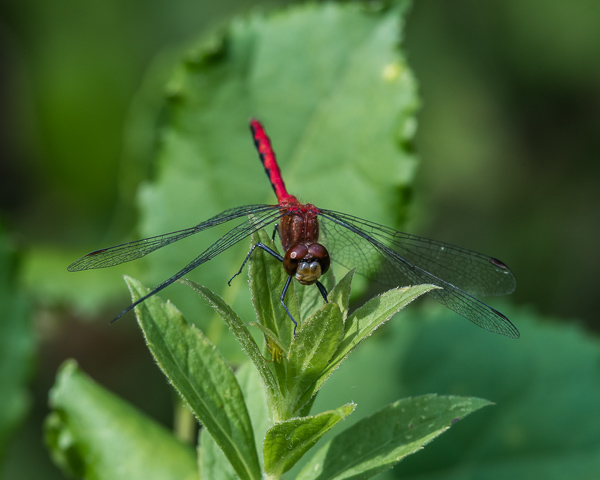 White-faced Meadowhawk (male) #3